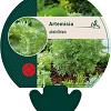 Artemisia absinthium Pot 9 cm