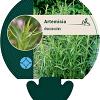 Artemisia dracunculus Pot 9 cm