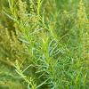 Artemisia dracunculus Pot 9 cm