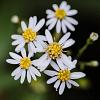 Aster ageratoides 'Starshine' Pot 9 cm