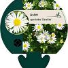 Aster ageratoides 'Starshine' Pot 9 cm