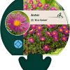 Aster (D) 'Alice Haslam' Pot 9 cm