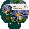Aster macrophyllus 'Twilight' Pot 9 cm