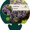 Aubrieta 'Blaumeise' Pot 9 cm