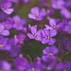Aubrieta 'Blaumeise' Pot 9 cm