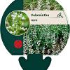 Calamintha nepeta Pot 9 cm