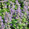 Calamintha nepeta Pot 9 cm