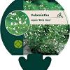 Calamintha n. 'White Cloud' Pot 9 cm