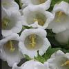 Campanula c. 'Alba' Pot 9 cm
