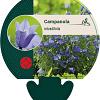 Campanula rotundifolia Pot 9 cm