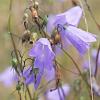 Campanula rotundifolia Pot 9 cm