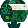 Carex caryophyllea 'the Beatles' Pot 9 cm