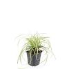 Carex oshim. 'Evergold' Pot 9 cm