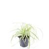 Carex oshim. 'Evergold' Pot 9 cm