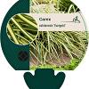 Carex oshim. 'Evergold' Pot 9 cm