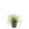 Carex oshim. 'Evergold' Pot 9 cm