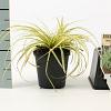 Carex oshim. 'Evergold' Pot 9 cm