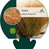 Carex testacea 'Prairie Fire' Pot 9 cm