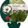 Catananche caerulea 'Alba' Pot 9 cm