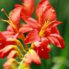 Crocosmia 'Carmine Brilliant' Pot 9 cm