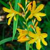 Crocosmia 'George Davidson' Pot 9 cm
