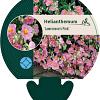 Helianthemum 'Lawrenson's Pink' Pot 9 cm
