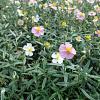 Helianthemum 'Lawrenson's Pink' Pot 9 cm