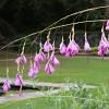 Dierama pulcherrimum Pot 9 cm