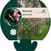 Dierama pulcherrimum Pot 9 cm