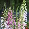 Digitalis purp. 'Gloxiniiflora' Pot 9 cm