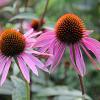 Echinacea angustifolia Pot 9 cm
