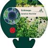 Echinops bannaticus 'Blue Globe' Pot 9 cm