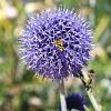 Echinops bannaticus 'Blue Globe' Pot 9 cm