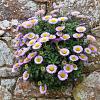 Erigeron gl. 'Sea Breeze' Pot 9 cm