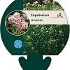 Eupatorium cannabinum Pot 9 cm