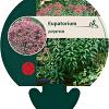 Eupatorium purpureum Pot 9 cm