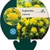 Euphorbia epithymoides Pot 9 cm