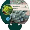 Euphorbia myrsinites Pot 9 cm