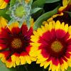 Gaillardia 'Bremen' Pot 9 cm