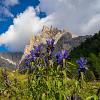 Gentiana acaulis Pot 9 cm