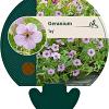Geranium 'Joy' Pot 9 cm
