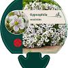 Gypsophila cerastioides Pot 9 cm