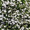 Gypsophila cerastioides Pot 9 cm