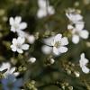 Gypsophila repens Pot 9 cm