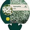 Gypsophila repens Pot 9 cm