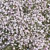 Gypsophila 'Rosenschleier' Pot 9 cm