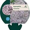 Gypsophila 'Rosenschleier' Pot 9 cm