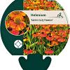 Helenium 'Sahin's Early Flowerer' Pot 9 cm