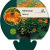 Helenium 'Waltraut' Pot 9 cm