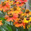 Helenium 'Waltraut' Pot 9 cm